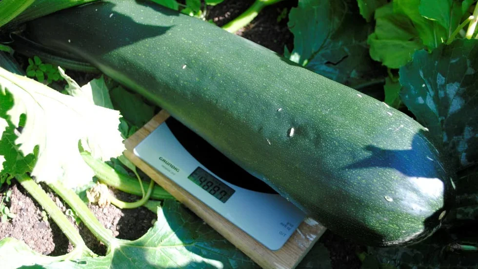 SUPERSQUASH. 4 900 gram väger mega-squashen i Erland Larssons land.