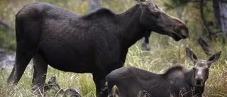 Sundare älgstam ger bättre skogar