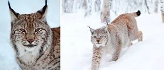 En svensk minitiger