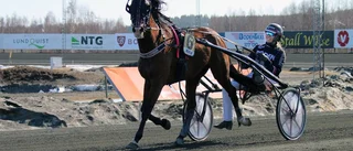 Skrälltätt i vårsolen på Bodentravet
