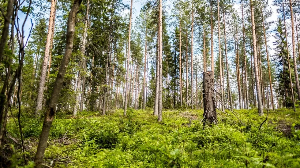 Den här höjden, idag ett naturreservat, kan i framtiden ha omvandlats till ett brofäste för Norrbotniabanan.