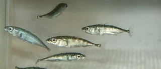 Smärtmedicin skadlig för fisk