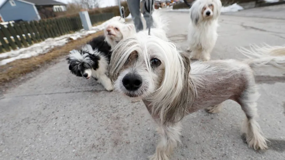 Promenad. Nakenhundarna Leo, Chicka, Caesar och Coco tog med Nicola Palumbo på en söndagspromenad.