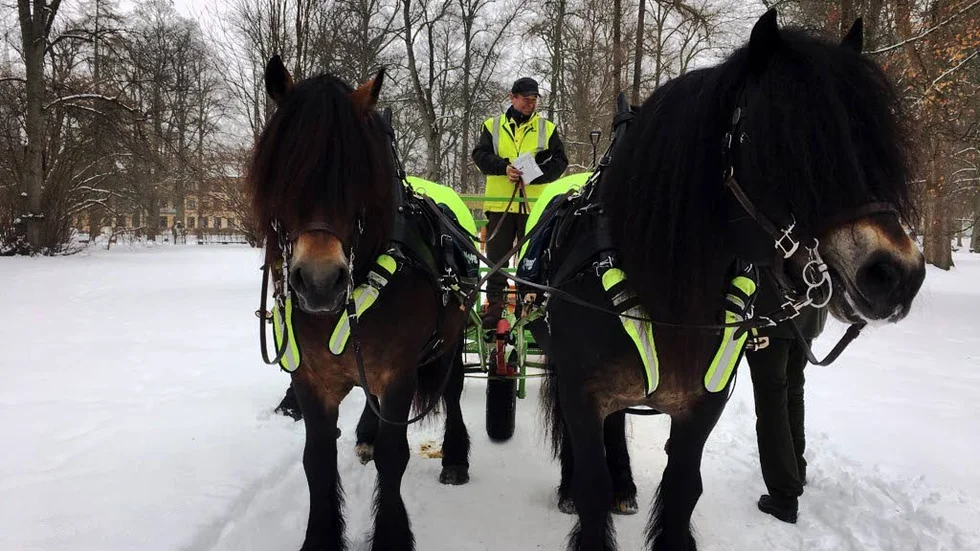 Hästarna Svensken och Certino med kusken Hans Sidbäck.