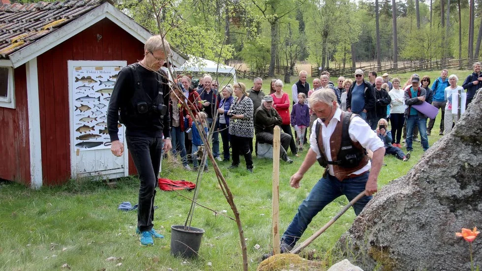 Äppelträd. Landshövding Göran Enander fick äran att, med viss grävhjälp från Ivan Erikson, plantera ett äppelträd av sorten Gult kaneläple vid ivigningen.