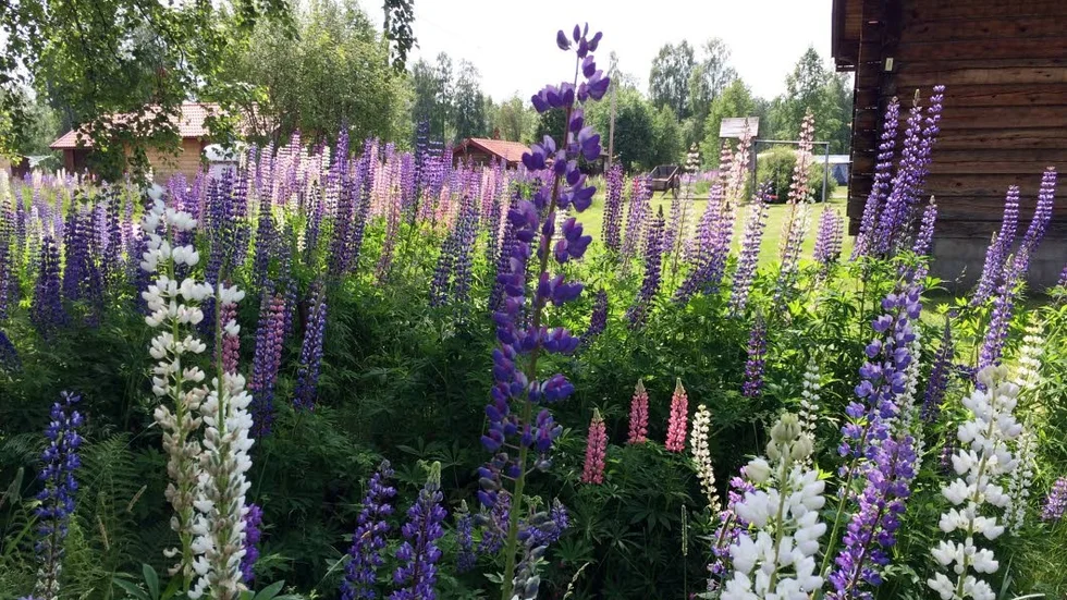 Lupiner färgar vägrenar och slänter i toner av rosa och lila.