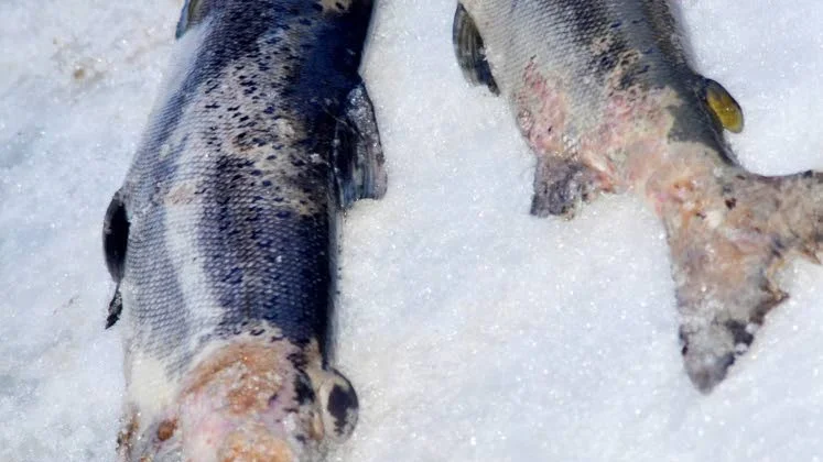OKLART. Grundosaken till att laxen drabbats av omfattande svampangrepp, bakterier och vattenmögel är inte klarlagt.