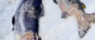 "Orolig att vi inte ska ha någon fisk kvar"