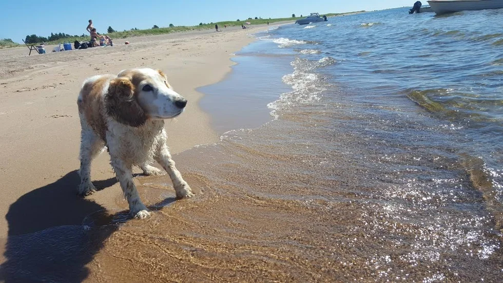 Vovven Tazz var vädret till trots en riktig badkruka vid sitt besök på Sandgrönnorna.