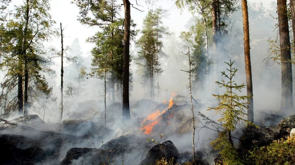 Skogsbränderna i Norrbotten är släckta.