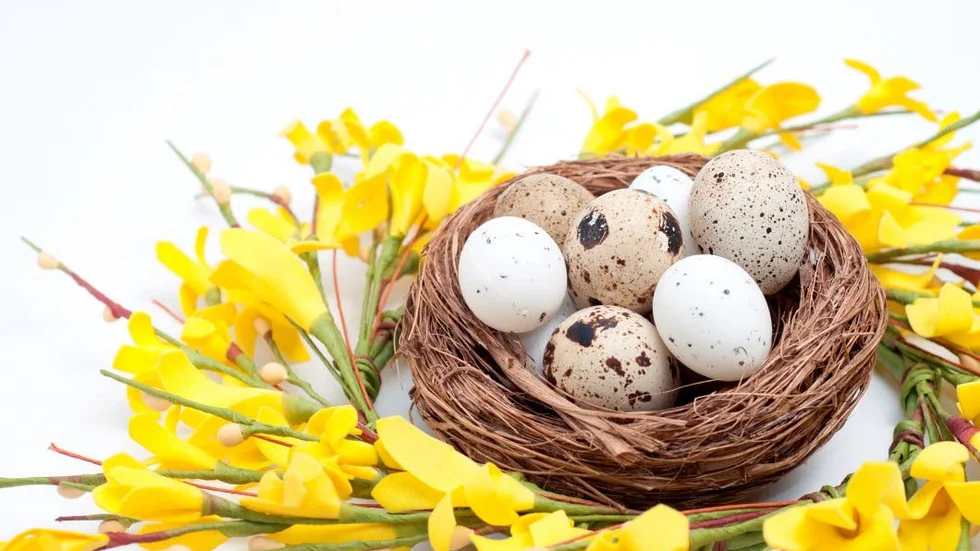 En krans blir en fin bordsdekoration med några ägg i och 
kanske blommor runt om.