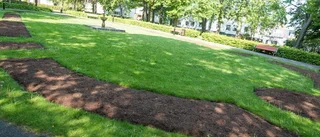 Nytänk i årets sommarplantering
