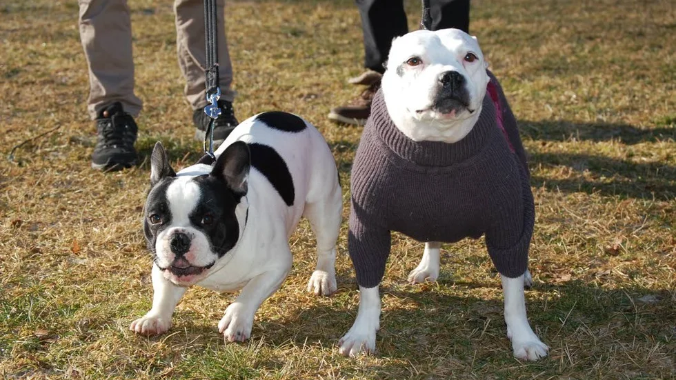 På hundträff. Två av runt 40 hundar som kom till träffen för att träna möten.