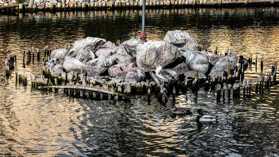 I september tömdes Svandammen på vatten.