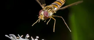 Så kan pollinerare räddas