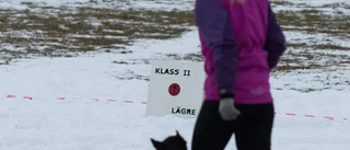 Hundarna trotsade snön