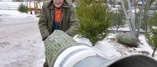 Gunnar har sålt julgranar i 60 år