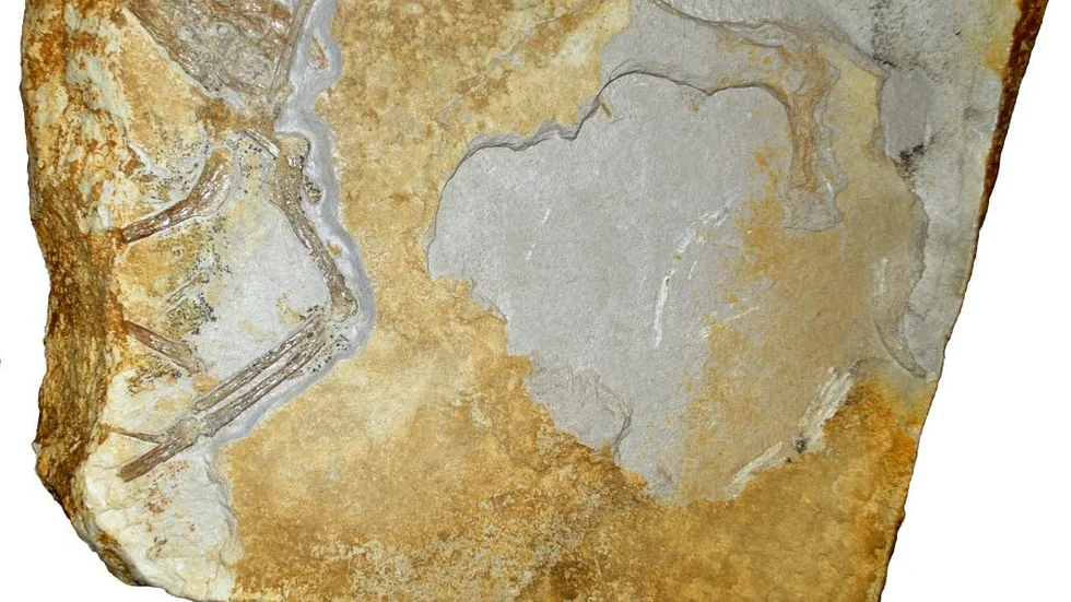 Med så kallad synkrotronljusröntgen har mikroskopiskt små detaljer kunnat avslöjas hos djuret som är inbäddat i den fossila stenen.