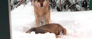 Rätt att avliva vargen i Tierp