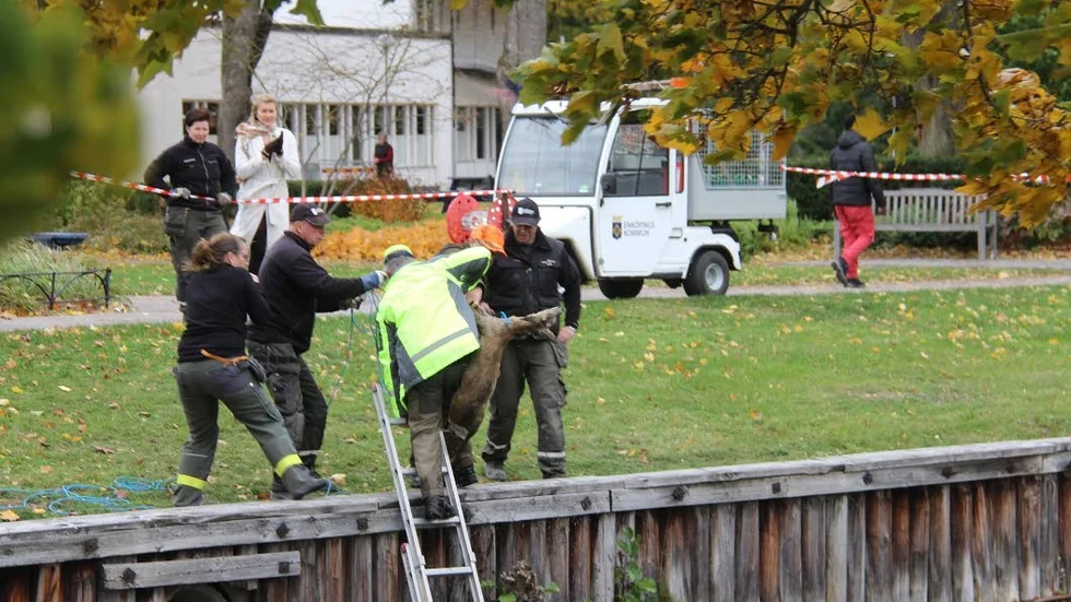 Viltvårdarna Lars-Olof Erlewing och Björn Salomonsson räddar med hjälp av parkkontorets personal det lilla djuret ur vattnet.