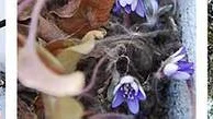 Läsarnas bilder på årets vårtecken hittar du på unt.se/folk.