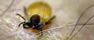 Kustbor rekommenderas vaccination mot TBE