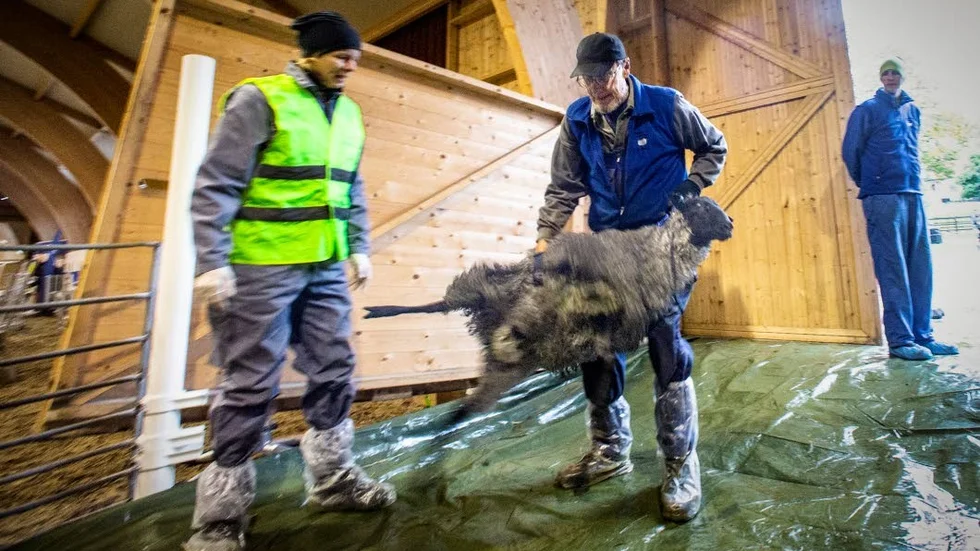 Veterinär Ulrika König ska titta närmare på baggen inför försäljning. En helt frisk bagge är det viktigaste kriteriet inför auktionen.