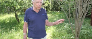 Han spanar efter skogens guld