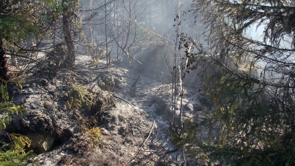 Delar av skogsområdet drabbades ganska hårt av branden.