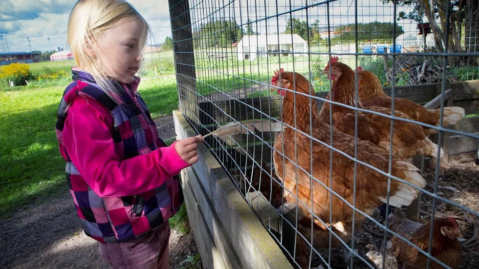 Ester Hasselborn, 5 år, tycker mycket om hönor. Men även grisar håller hon högt i kurs.