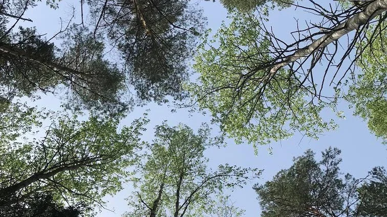 Under trädkronorna.