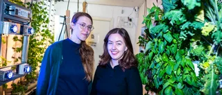 Spillvärme från serverhallarna blir grönskande växthus: "Tänk att ha färska lokalodlade jordgubbar till nyår?"