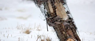 Bäverns bosättning kan skada å-kanten