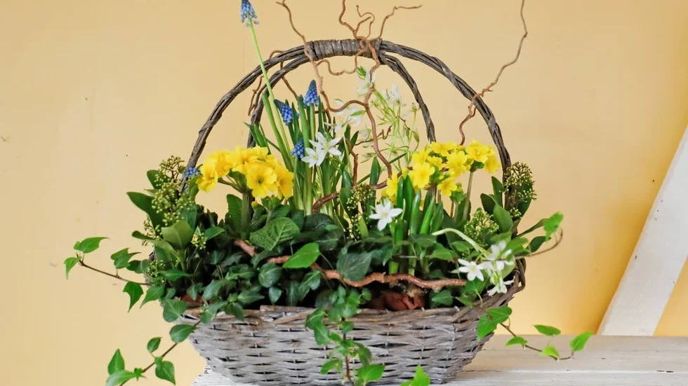 Vårgrönska. Kan det bli mycket finare än så här i en tidig vår? Primula gul, murgröna, orenithogalum vit, pärlhyacint blå, skimmia och ormhassel.
