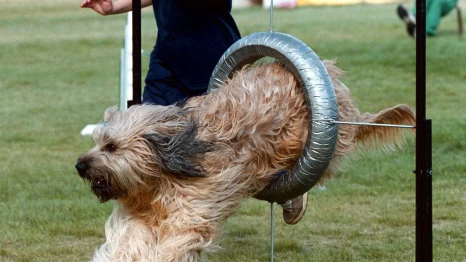 Agility för alla raser.