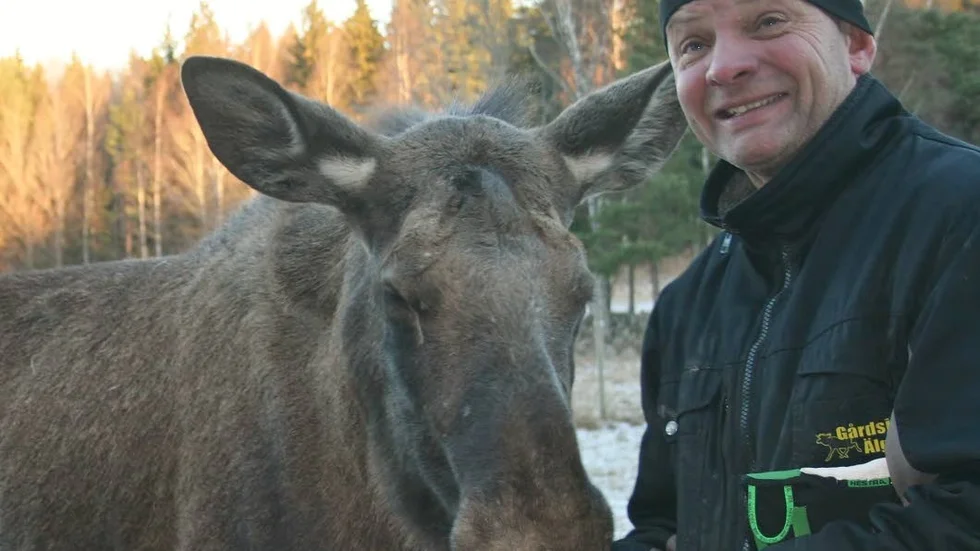 Facebookstjärna. Älgkon Olivia i Gårdsjö firar facebooksuccén med Skogaholmslimpa, serverad av Leif Lindh.