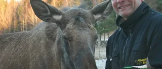 Älgko stjärna på facebook