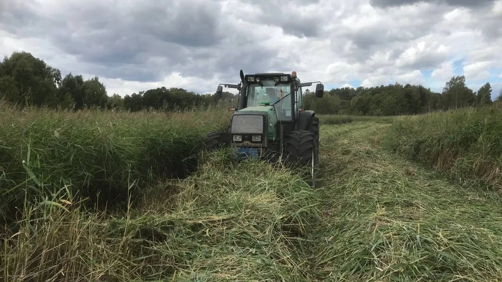 När höskörden torkat bort kan vass vara ett alternativ att göra foder av.