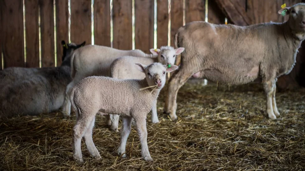 Det lilla lammet som vanligtvis diar sin mamma försöker tugga på ett halmstrå.