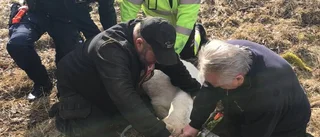 Vit dovhjort räddades från stängsel