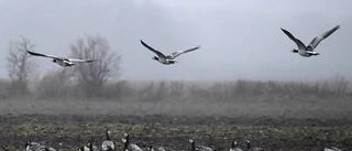 Skyddsjakt på gås tillåts i Ekolsund