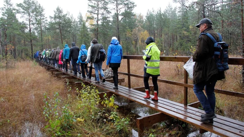 Domstol på vandring. Söderviken där kärnbränsleförvaret planeras har ett rikt djur- och växtliv. I flera gölar finns skyddade arter som gölgroda och orkidén gulyxne, och SKB har anlagt sex konstgjorda gölar för att ersätta de naturliga som får ge plats åt förvarets ovanjordsdel.