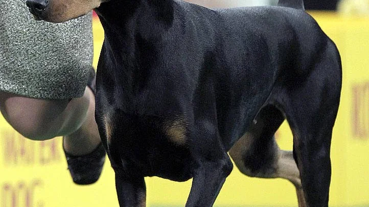 En hund av rasen dobermann. Hunden på bilden har inget med artikeln att göra.