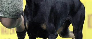 Så gick hundattacken till