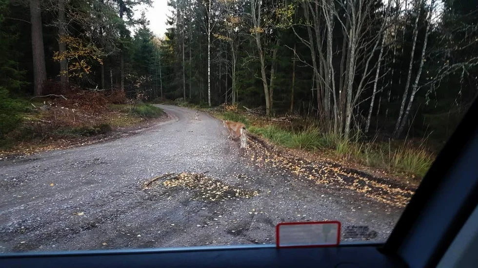 Efter att ha tittat på varandra en stund beslutade sig lodjurshonan för att återvänta in i skogen.