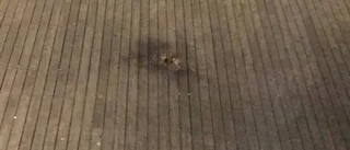 Kraftig smäll på nattklubb i Uppsala