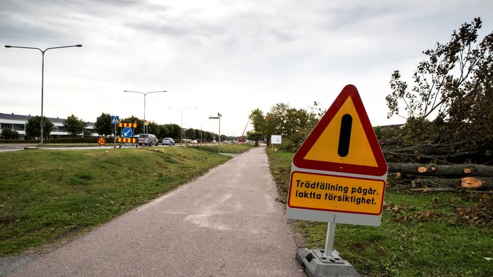 Trädfällning. Träden längs Fyrislundsgatan har fällts i olika omgångar. Här en bild från 2015.