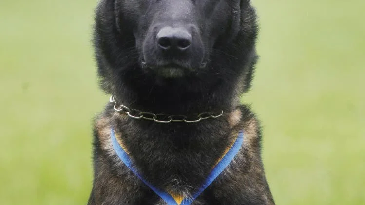 Amen. Bruksviljans Amen är en femårig belgisk vallhund, en Malinois.