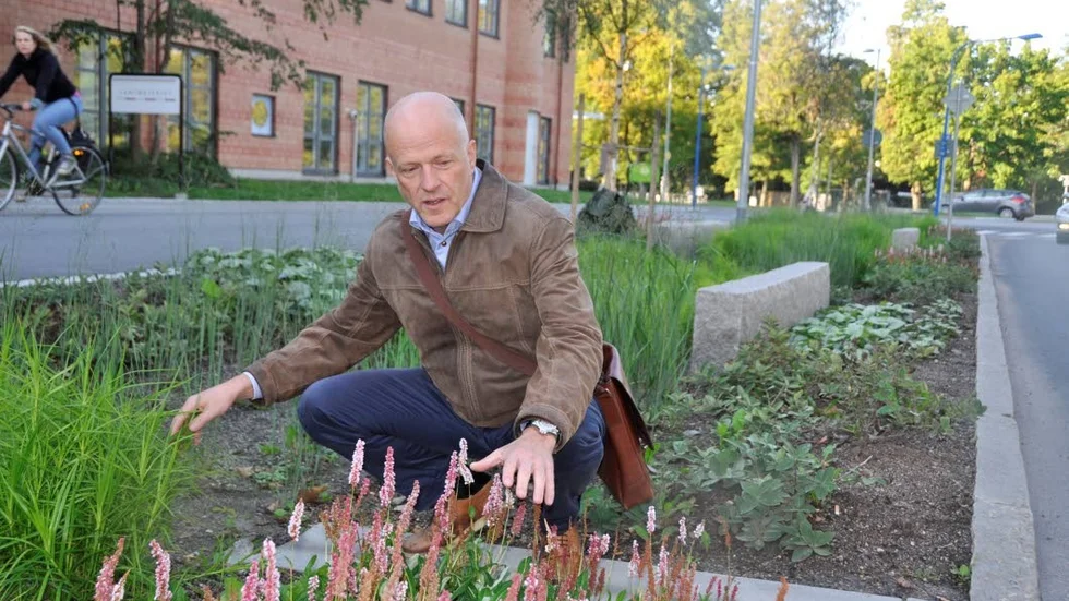Miljövänligt. Kommunens gatu- och parkchef Michael Eriksson visar Uppsalas första regnbäddar.  De finns längs en cirka 300 meter lång sträcka vid nyrenoverade Strandbodgatan.