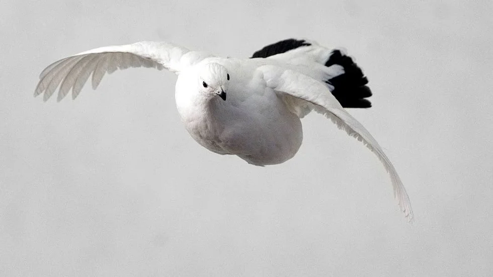Kiruna betyder just fjällripa och fågen är kommunens symbol.